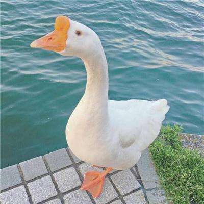 荣耀加冕！吉方工控斩获2026中国...